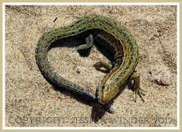 Attēlu rezultāti vaicājumam “Lacerta vivipara juvenile”