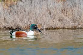 Attēlu rezultāti vaicājumam “Anas clypeata male”