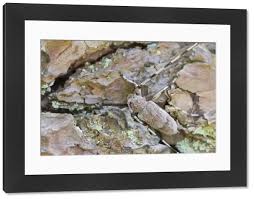 Attēlu rezultāti vaicājumam “Acanthocinus aedilis”