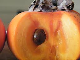 Image result for sharon fruit