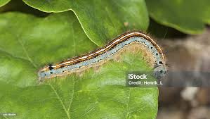 Attēlu rezultāti vaicājumam “Malacosoma neustria”