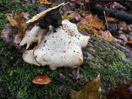 Attēlu rezultāti vaicājumam “Polyporus badius”