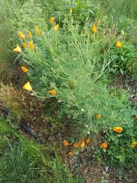 Attēlu rezultāti vaicājumam “Eschscholzia californica fruit”