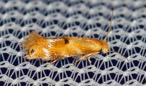 Attēlu rezultāti vaicājumam “Bucculatrix rhamniella”