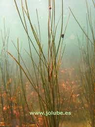 Attēlu rezultāti vaicājumam “Stuckenia filiformis”