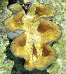 Image result for tridacna