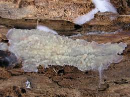 Attēlu rezultāti vaicājumam “Crustoderma dryinum”