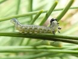 Attēlu rezultāti vaicājumam “Neodiprion sertifer”