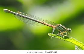 Attēlu rezultāti vaicājumam “Ischnura pumilio”