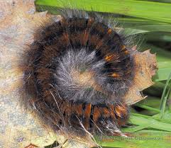 Attēlu rezultāti vaicājumam “Macrothylacia rubi”