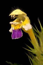 Attēlu rezultāti vaicājumam “Galeopsis speciosa”