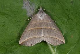 Attēlu rezultāti vaicājumam “Colobochyla salicalis”