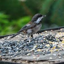 Image result for Poecile montana