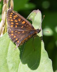 Attēlu rezultāti vaicājumam “Melitaea diamina underside”