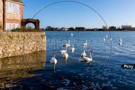 Image result for Sussex Swans
