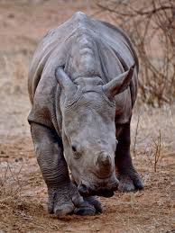 Image result for Rhyl Rhinos