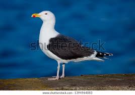 Attēlu rezultāti vaicājumam “Larus marinus adult”