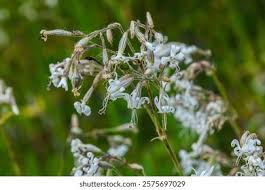 Attēlu rezultāti vaicājumam “Silene nutans flower”