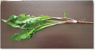 Attēlu rezultāti vaicājumam “Taraxacum suecicum leaf”