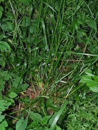 Attēlu rezultāti vaicājumam “Poa remota bud”