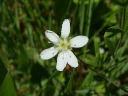 Attēlu rezultāti vaicājumam “Moehringia lateriflora flower”