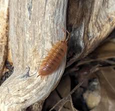 Attēlu rezultāti vaicājumam “Porcellio scaber”