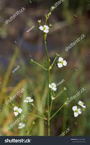 Attēlu rezultāti vaicājumam “Alisma plantago-aquatica flower”