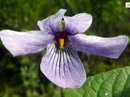 Attēlu rezultāti vaicājumam “Viola epipsila leaf”