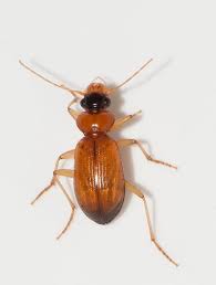 Attēlu rezultāti vaicājumam “Leistus terminatus”