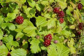 Attēlu rezultāti vaicājumam “Rubus arcticus”