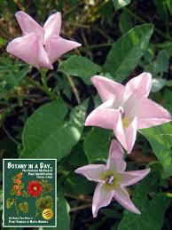 Attēlu rezultāti vaicājumam “Convolvulaceae”