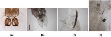 Attēlu rezultāti vaicājumam “Chironomidae imago”