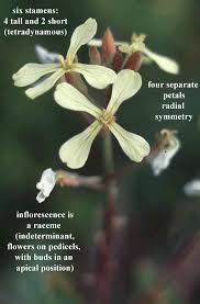 Attēlu rezultāti vaicājumam “Cruciferae”