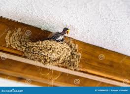 Attēlu rezultāti vaicājumam “Hirundo rustica nest”