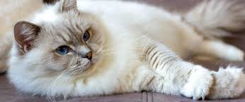 Afbeeldingsresultaat voor katten