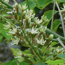 Attēlu rezultāti vaicājumam “Gymnocladus dioicus flower”