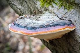 Attēlu rezultāti vaicājumam “Fomitopsis pinicola”
