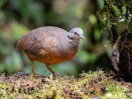 Attēlu rezultāti vaicājumam “Bayeriola thymicola”