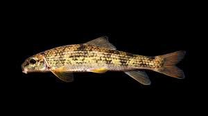 Attēlu rezultāti vaicājumam “Siphoptychium violaceum macro”