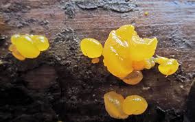 Attēlu rezultāti vaicājumam “Dacrymyces chrysospermus spores”