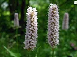 Attēlu rezultāti vaicājumam “Bistorta major flower”