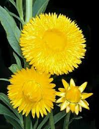 Image result for Helichrysum subulifolium