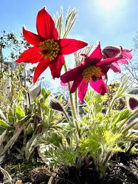 Image result for Pulsatilla