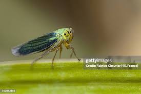 Attēlu rezultāti vaicājumam “Cicadella viridis”