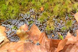 Attēlu rezultāti vaicājumam “Lamproderma arcyrioides macro”