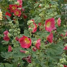 Attēlu rezultāti vaicājumam “Alcea rosea leaf”