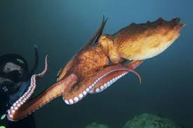 Image result for Enteroctopus dofleini