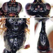 Attēlu rezultāti vaicājumam “Diphyus latebricola”