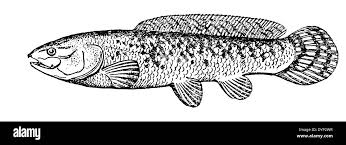 Image result for Amia calva