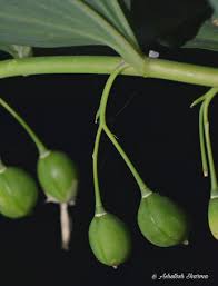 Attēlu rezultāti vaicājumam “Polygonatum multiflorum  fruit”